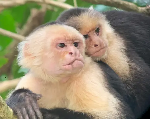 Imagine telefoto cu maimuțe din Manuel Antonio Costa Rica