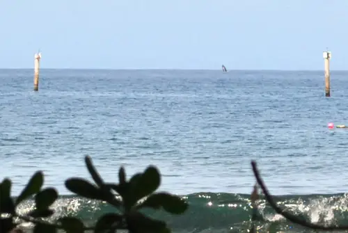 Salto della balena alimentare HI