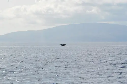 Alerta de cua de balena HI2