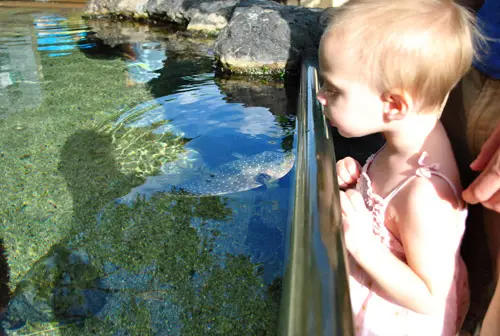 HI2 水族館 クララフィッシュ