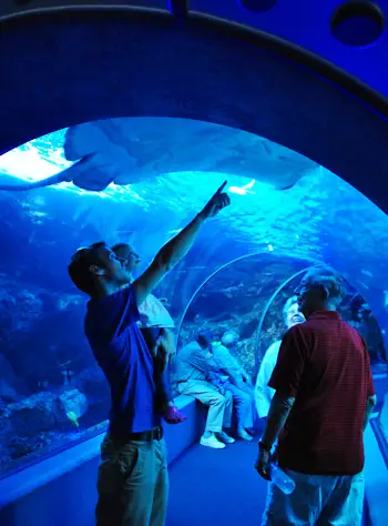 HI2 水族館 J C トンネル