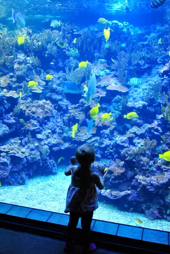 Acquario Clara HI2