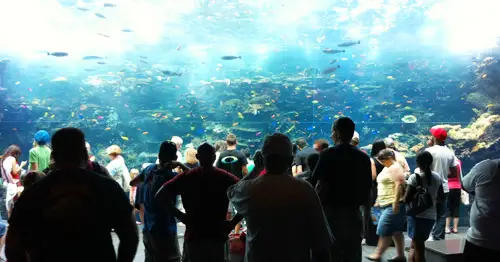 acquario della Georgia, acquario gigante per pesci tropicali