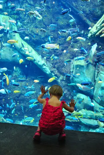 aquarium de géorgie avec un enfant en bas âge