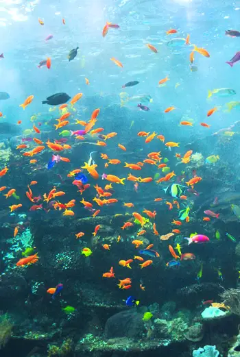 Georgia acquario pesci tropicali colorati