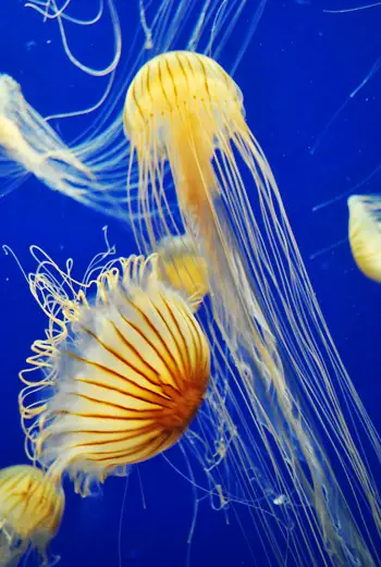 meduse dell'acquario della Georgia da vicino