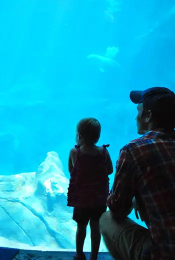 Aquarium de Géorgie avec un réservoir de béluga pour tout-petits