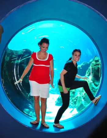 Les adultes de l'aquarium de Géorgie en observation par hublot