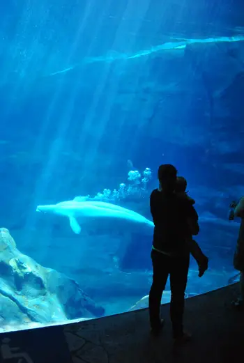 Erkundung des Georgia Aquariums