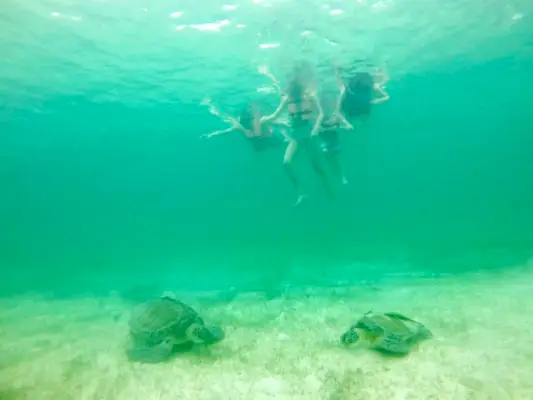 Ģimene snorkelē ar jūras bruņurupučiem Akumalas līcī Meksikā