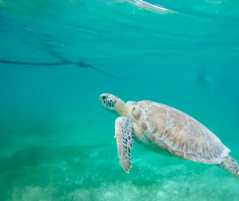 Cerca de tortugas marinas nadando en la Bahía de Akumal México