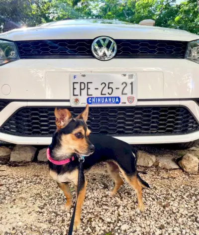 Penny The Chorkie frente a la placa de matrícula de alquiler de automóviles de Chihuahua