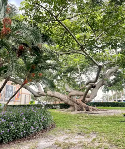 Veľký strom mimo múzea histórie v Petrohrade na Floride